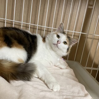 エイズ陽性　ゴージャス三毛ちゃん