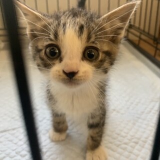 2ヶ月子猫、里親募集中
