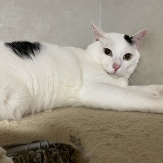 こんなに巨大化しちゃいました白黒♂