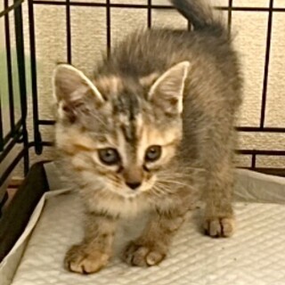 2ヶ月子猫、里親募集中