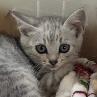 2ヶ月子猫、里親募集中