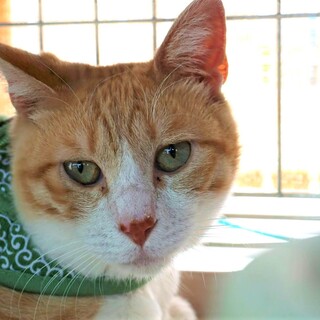 人懐っこいムーン君去勢済りんご猫