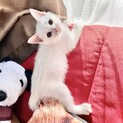 生後１か月半〜２か月　きれいな白猫ちゃん