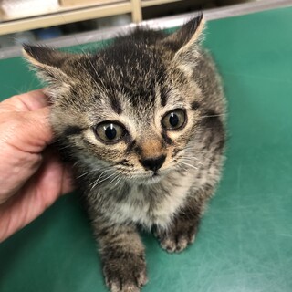 中毛の丸顔女の子