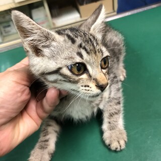 サバトラの美猫ちゃん