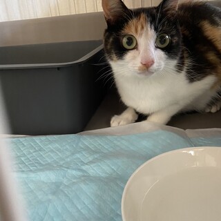 とても可愛い三毛猫のみっくるちゃん❣️