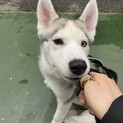 ⭐︎激レア⭐︎オッドアイのシベリアンハスキー