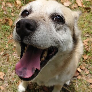 くっつくの大好き「グルーシャちゃん」