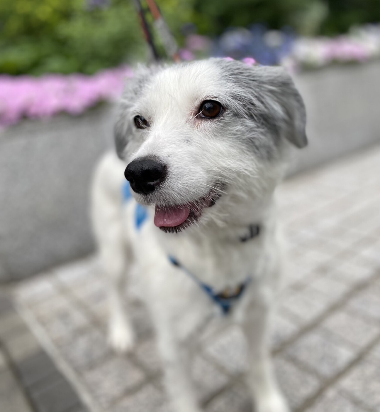 お散歩大好き 撫で撫で大 東京都 犬の里親募集 ペットのおうち 月間利用者150万人