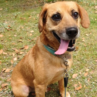 怖がりだけど本当はべったり甘えたい「ソフォスくん」