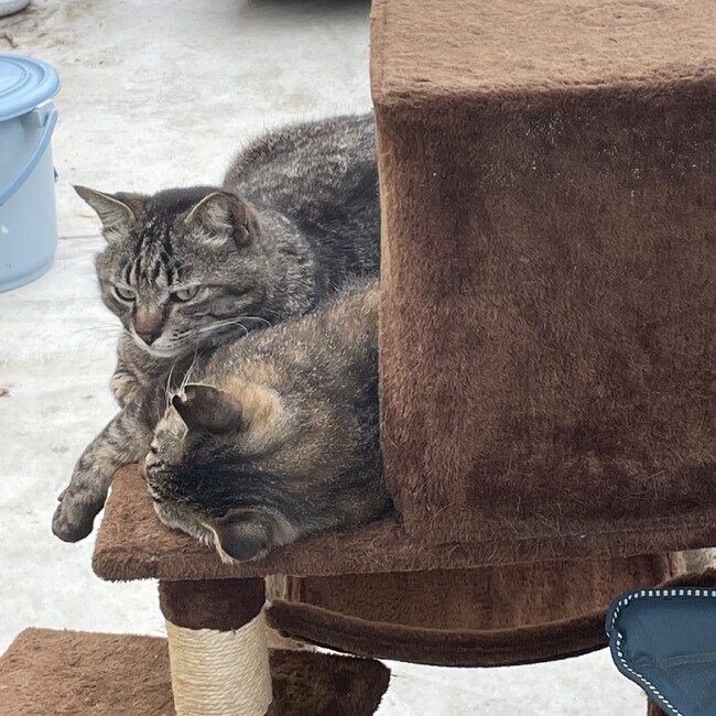 ニャン太ニャン二郎のカバー写真