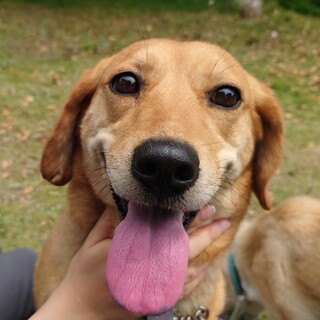 食いしん坊な構ってちゃん　「カロスちゃん」