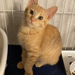 甘えん坊の茶トラ王子　シンバ君です