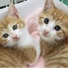【兄弟】男の子 サムネイル2