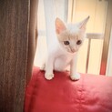 可愛いクリーム茶白の男の子　生後１か月半〜２か月