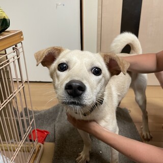 雑種でメスになります。