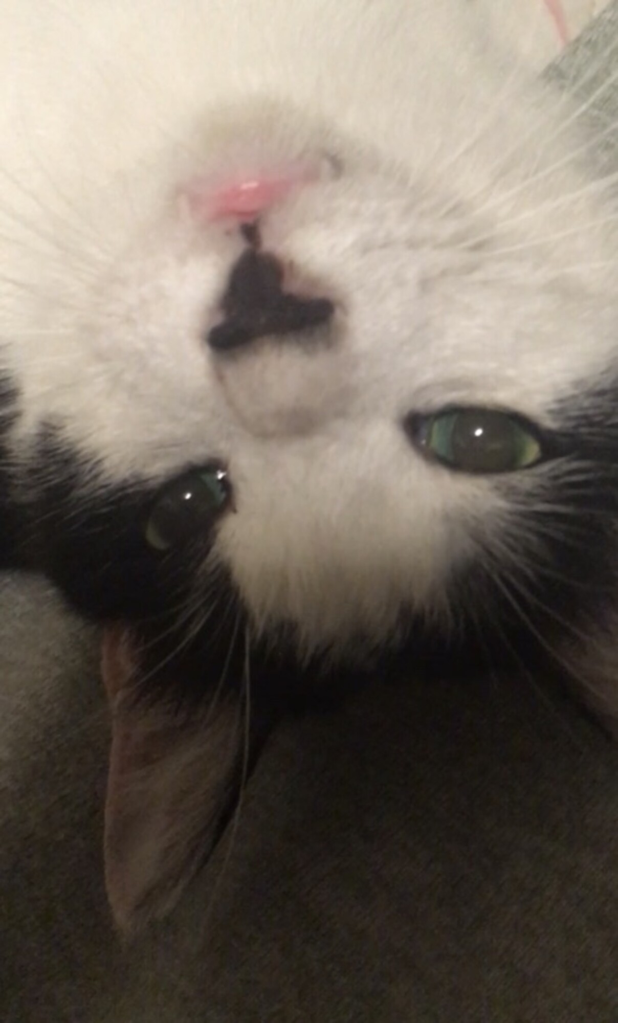 人馴れ抜群 グリーンの瞳 愛知県 猫の里親募集 ペットのおうち 月間利用者150万人