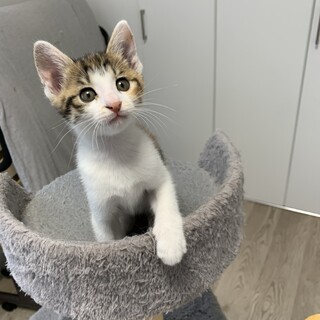 小柄でパワフルに遊ぶ人馴れ抜群⭐︎みつちゃん