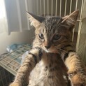 カツオくん^_^緊急里親募集中！