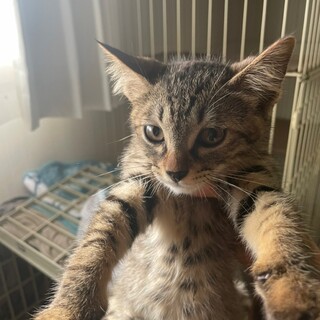 カツオくん^_^緊急里親募集中！