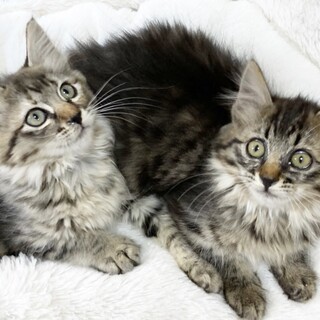 冬が楽しみ！超絶もふもふ仲良し美人姉妹