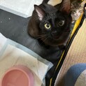 素敵な里親さんが見つかりました♡くぅちゃん