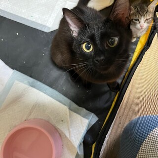 素敵な里親さんが見つかりました♡くぅちゃん