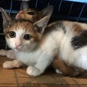 3ヶ月未満の子猫の里親募集