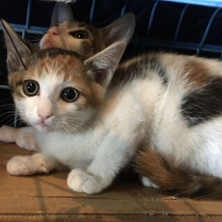 3ヶ月未満の子猫の里親募集