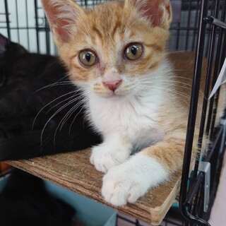 穏やか懐っこい☆つくね君　2ヶ月