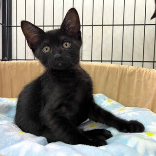 ベッタリ甘えん坊☆ジェル君　2ヶ月