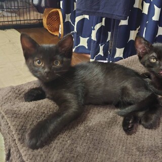 陽気で懐っこい♡クロミちゃん　2ヶ月