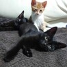 陽気で懐っこい♡クロミちゃん　2ヶ月 サムネイル5