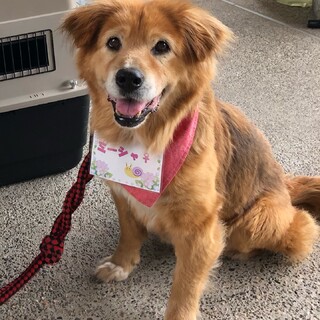 トライアルが決まりました！一旦募集を停止致します