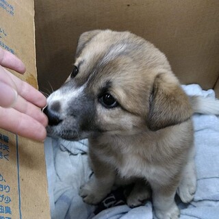保護犬を迎えませんか？♂