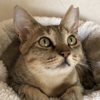 とっても懐っこく可愛い性格のキジ猫☆ヒナちゃん❣️