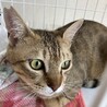 とっても懐っこくて優しいキジトラ猫のダイちゃん❣️ サムネイル2