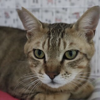 とっても懐っこくて優しいキジトラ猫のダイちゃん❣️