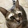 とっても懐っこくて優しいキジトラ猫のダイちゃん❣️ サムネイル4