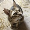 とっても懐っこくて優しいキジトラ猫のダイちゃん❣️ サムネイル6