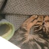 可愛い子猫雄 サムネイル3
