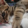 可愛い子猫雄 サムネイル4