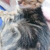 可愛い子猫雄 サムネイル2