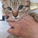 母猫が交通事故で死亡