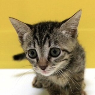 きじトラ「4s22」