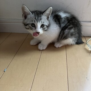 １ヶ月半★サバシロチビニャン♂（大田区）