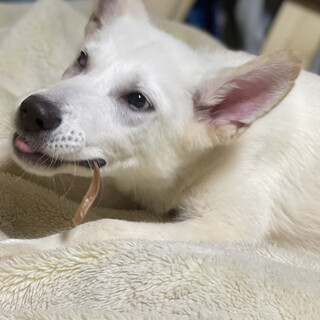 ホワイトシェパードと雑種犬のミックス