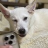 ホワイトシェパードと雑種犬のミックス サムネイル2