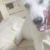 ホワイトシェパードと雑種犬のミックス サムネイル3