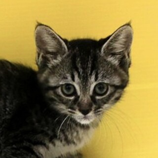 きじトラ「4s63」